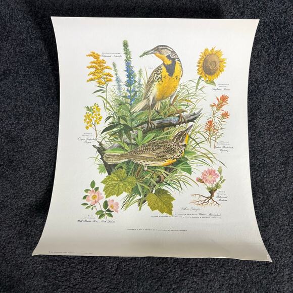 Arthur Singer Portfolio of Bird Prints Complete Set (8) - Vintage Botanical Art - Picture 8 of 16